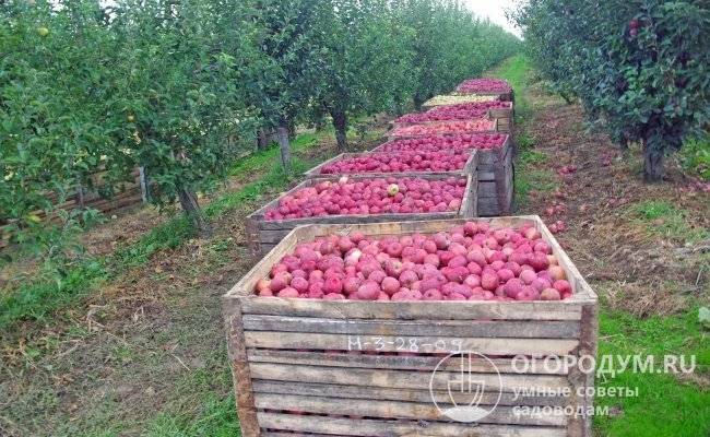 Яблоня Глостер Описание Фото Отзывы